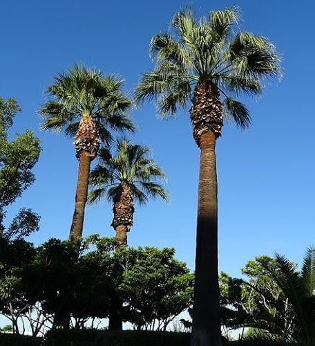 15 Graines de Palmier de Californie – Washingtonia filifera - Palmier croissance rapide - Jardin Arbre - 351