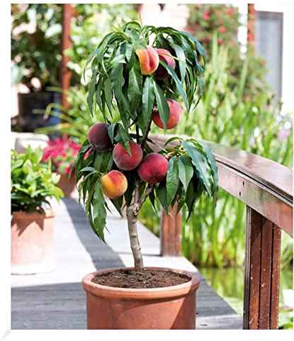 BALDUR Garten Zwerg-Pfirsich Bonanza, 1 Pflanze, köstliche - rote essbare Früchte Pfirsichbaum, Zwergform, duftende Blüten, winterhart, Prunus persica