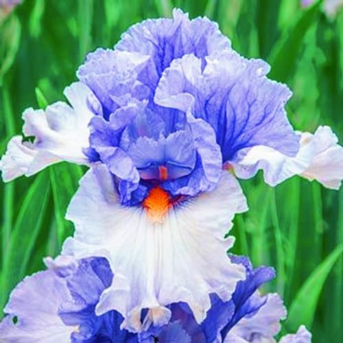 Iris Bulbs-Iris Bulbs for Planting Now UK,Garden Flowers,Plant Bulbs,Hardy Perennial,Wedding Flowers-4bulbs-c