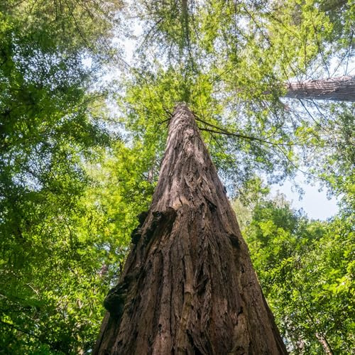 Vivai le Georgiche - Pianta vera di Sequoia sempervirens Taxodium sempervirens Sequoia costiera, Sequoia californiana - vaso Ø 20 cm - altezza alla vendita 120-140 cm