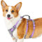 Huntboo Sicherheitsgeschirr Hund Ausbruchsicher, Panikgeschirr für Hunde, Reflektierendes Geschirr Hund mit Griff, Verstellbare Hundegeschirr für kleine, mittelgroße und große Hunde (Lavendel Lila,M)