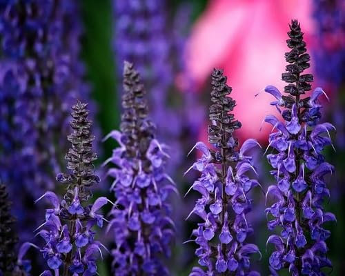 80 graines de fleurs de sauge fraîches
