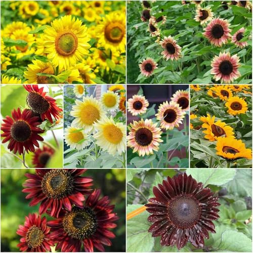 Semillas de girasol perennes resistentes semillas de silvestres perennes resistentes, al invierno para balcones, girasol para en el 25pcs