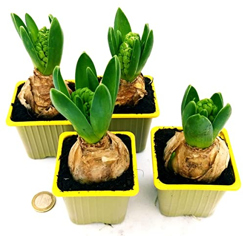 POWERS TO FLOWERS - SET 4 BULBI GIACINTO PROFUMATO GIALLO, piante vere