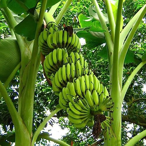 100 Stücke Bananensamen Outdoor Garten Köstliche Süße Essbare Obstbaum Pflanze Blume Obstbaum Gemüsesamen Bananensamen 100pcs