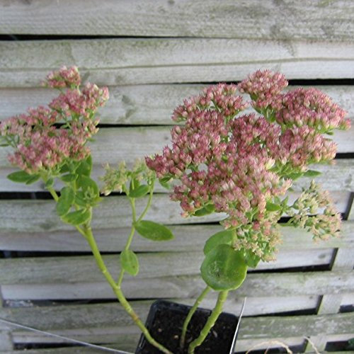 Fetthenne Herbstfreude, Sedum Telephium-Hybride, Staude im 0,5 Liter Topf