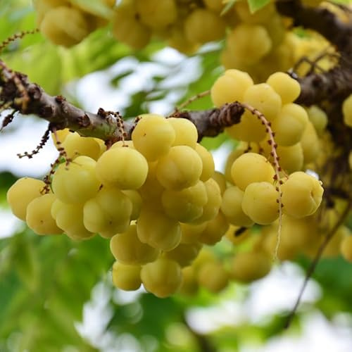 Star Gooseberry Plant, 8 to 12 Inch Tall Gooseberry Plants Potted, Sour Fruit Plants in Gallon