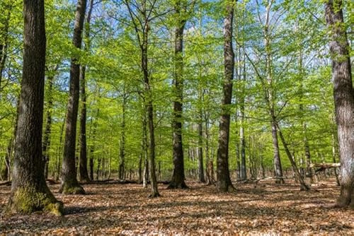 10st. Traubeneiche – Quercus petraea 50-80cm | Heimischer Laubbaum & Forstpflanze | Winterhart, robust & langlebig | Wurzelware