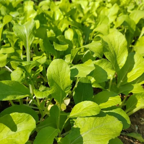 pak choi pflanzensamen kräutersamen kräuterpflanzen gemüsepflanzen hochbeet balkon balkonpflanzen winterhart pflanztopf zimmerpflanzen zimmerbonsai bonsai gemüsesaat pflanzenkübel 1000samen