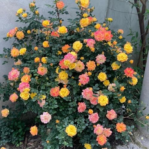 semillas fragantes resistentes del rosal, Regalos de decoración para amantes jardín. balcón exótica interior 200pcs