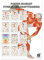 Rüdiger Anatomie Poster Booklet Fitness- und Krafttraining | 24X34cm | ringgebunden