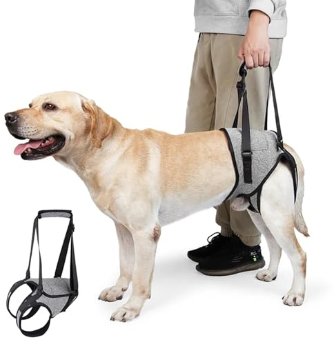 Mbracatura Per Cani Di Sollevamento,Imbracatura Per Cani Per Zampe Posteriori,Supporto per Cane Imbracatura di Riabilitazione,Cinghie imbottite regolabili,per animali domestici e riabilitazione (XL)