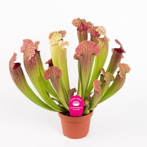 Sarracenia Planta Carnívora Natural para Repeler Mosquitos