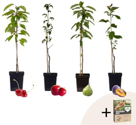 Plant in a Box - Arbres fruitiers - x4 Pokon - Prunus - Pyrus - Malus - Pot 9cm - Hauteur 60-70cm