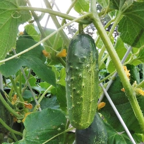 PREMIER SEEDS DIRECT - Cucumber - MARKETMORE 76-80 Finest Seeds (Organic)