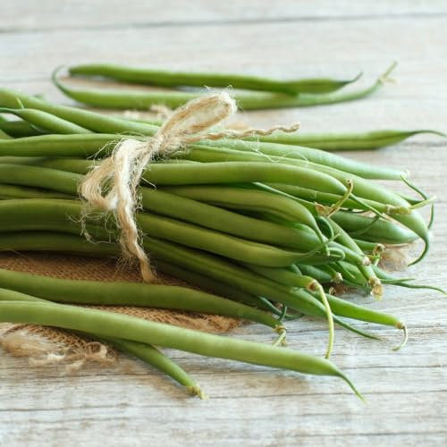 Climbing French Bean Blue Lake - Reliable Cropper with Tender, Stringless Pods - Traditional Favourite for Home Gardens - Dual Harvest for Versatile Use - Easy-to-Grow! - 1x Seed Packet by Suttons
