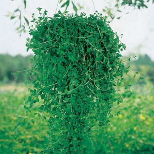 Mentuccia - (Mentha Pulegium) - 100 semi