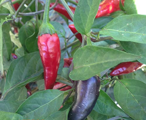 SEMI PEPERONCINO-AZTECO-