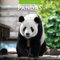 Pandas 2025 Square Wall Calendar