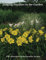 Judging Daylilies in the Garden