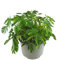 Mimose im Topf Mimosa pudica - 10cm Topf - Zimmerpflanze