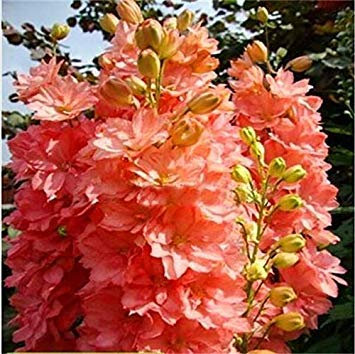 Semillas de maceta Germinazione I Semi: 100 Stück/Sacchetto Fiori Delphinium Semi Bella Fiori Delphinium pianta all'aperto