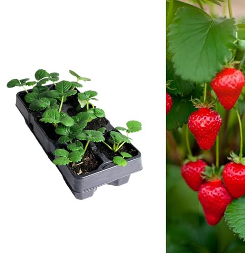 Carbeth Plants Strawberry Cambridge Favourite Fruit Plant 6 Pack - Hardy Perennial Easy Grow Fragaria Bushes - Tasty Sweet High Yielding Outdoor Garden Fruiting Plants for Beds, Borders or Pots