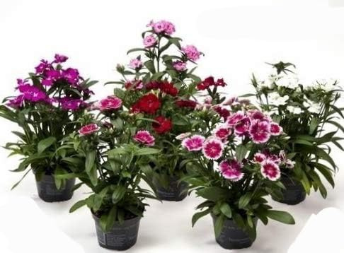 POWERS TO FLOWERS - GAROFANO DEI POETI SET 6 PEZZI, vaso 11cm, piante vere