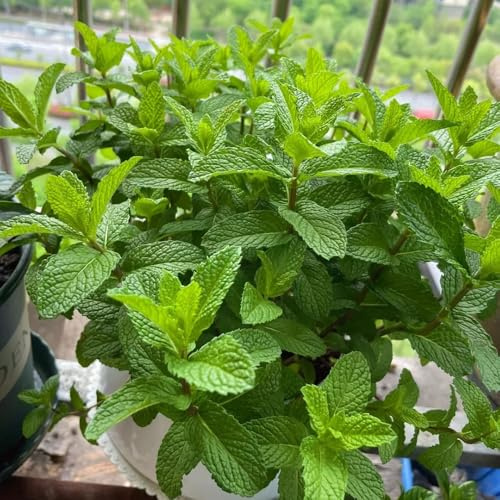 semi di menta verde, menta piperita, giardino resistenti medicinali rare piperita regali 500pcs