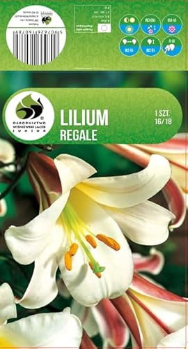 AGRONOM | GIGLI - REGALE | Bulbi da fiore perenni | Fiori bianchi | Coltivati in giardini fioriti, vasi e prati fioriti | 1 bulbo
