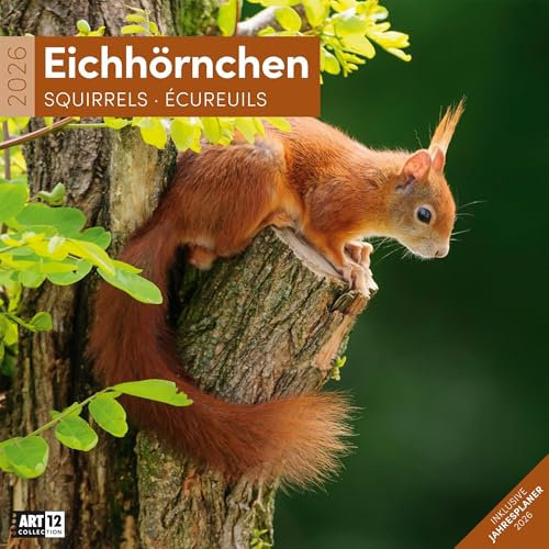Eichhörnchen Broschürenkalender 2026 - 30x30 - Art12 | Niedlicher Tier-Kalender im schlanken Hochformat (aufgeklappt 30x60 cm) | Eintrage-Kalendarium