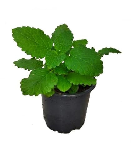 Melisa Natural Planta con Propiedades Medicinales