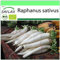 SAFLAX - Ecológico - Rábano - Daikon japonés - 100 semillas - Raphanus sativus