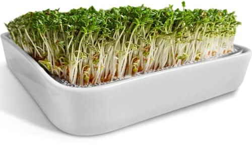 ZELLGUT® Passoire à Cresson, Bac à Germination - 12 cm - Bol en Céramique + Tamis en Acier Inoxydable - Appareil pour la Culture de Microgreens, Graines Germées