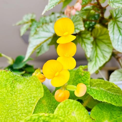 semillas de begonia de interior fáciles cuidar Begonia trucha invernaderos balcón semillas decoración sala estar variedades antiguas orgánicas 250pcs