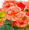 60 semi di fiori di begonia