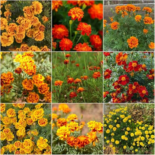 semillas de caléndula de verano Tagetes patula decoración bonsáis sala estar silvestres prado 200pcs