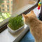 katzengras samen bio - winterharte pflanzen für balkon blumen für balkon pflanzensamen gartendeko für draußen bodendecker samen winterhart winterharte pflanzen für garten gartendeko 100pcs
