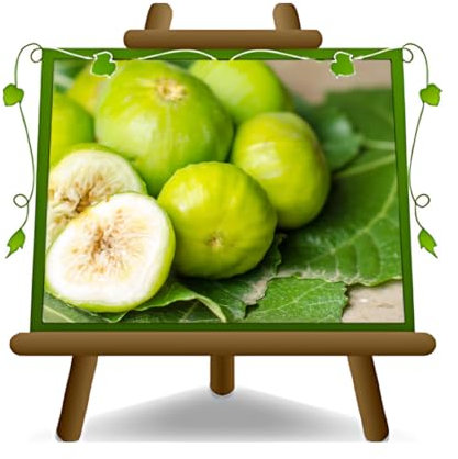 EURO PLANTS VIVAI Fico Colummaro Bianco - Pianta da Frutto Antico su Vaso da 20 cm. - *Altezza: 150~170 cm. - Età 2 Anni