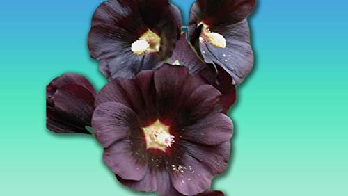 Planète graines - lot de fleur Rose Tremiere NOIRE 0.5 grammes