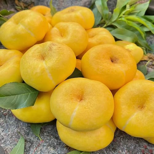 pfirsichbaum winterhart samen säulenobstbäume Pfirsich samen saatgut pflanzensamen bonsai baum samen gartenpflanzen exotische früchte winterhart geschenk garten ausgefallene obstbäume 15pcs