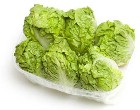 1000 ICEBERG SEEDS 2017 (LAITUE 3.00 MAX SHIPPING!)