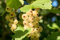 1st weiße Johannisbeere Hochstamm im Topf veredelt Ribes rumbrum ́Blanka ́ Höhe 70-100cm