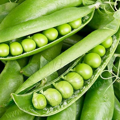 SEMENTI Semi di Piselli RONDO 1 kg - mezza rama - grano rugoso in scatola - Pisello varietà RONDO DOLCISSIMO - Baccello 12 cm - 10 grani