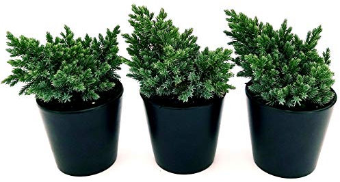 POWERS TO FLOWERS - JUNIPERUS BLUE STAR, GINEPRO, 3 PIANTE Vaso 13cm, piante vere
