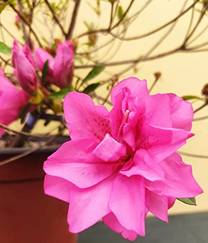 Vivai Piante Ferretti Azalea Fiore Rosa Pianta Vaso 23 cm