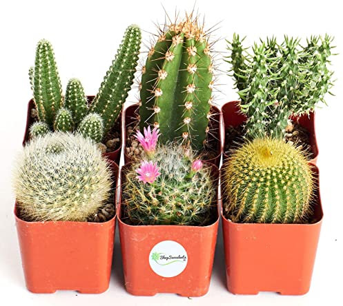Pack Seis Cactus Mini Plantas Naturales Resisitentes a Altas Temperaturas