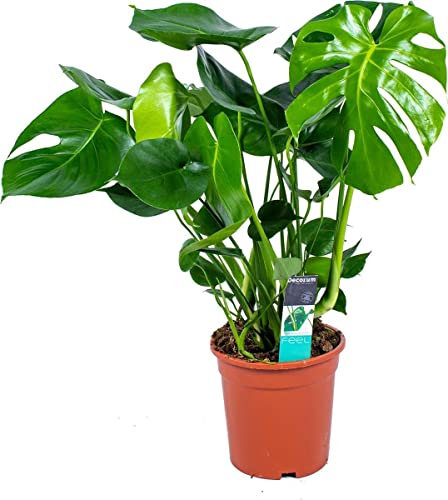 DECOALIVE Planta Natural Monstera Deliciosa Planta de Calidad