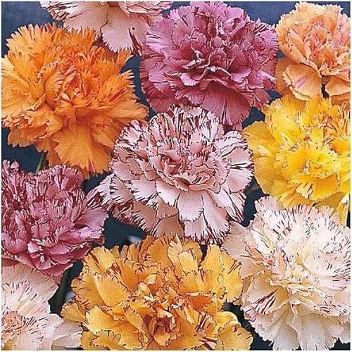 100 graines Semences - Oeillet des fleuristes - Fantasy Picotée en mélange - plante annuelle - 148