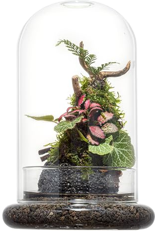 Terrario a cupola in vetro con base e fori di ventilazione, 20,9 x 12,9 cm, trasparente, per piante carnivore, piante grasse, Venere acchiappamosche e rose eterne, piccola scatola regalo decorativa da